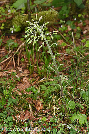 Photo: Petasites albus. Whole plant (habiti). Height: 47cm.