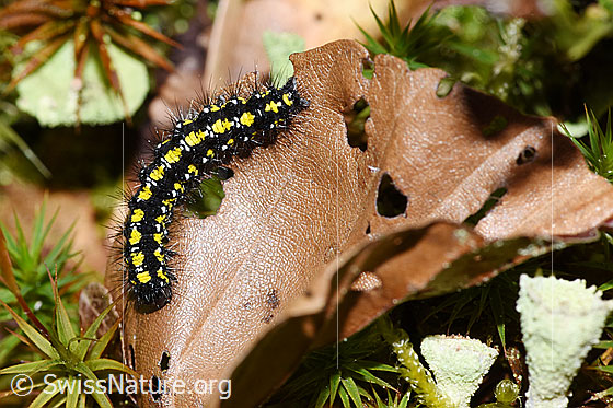 Schönbär Raupe (Callimorpha dominula)
