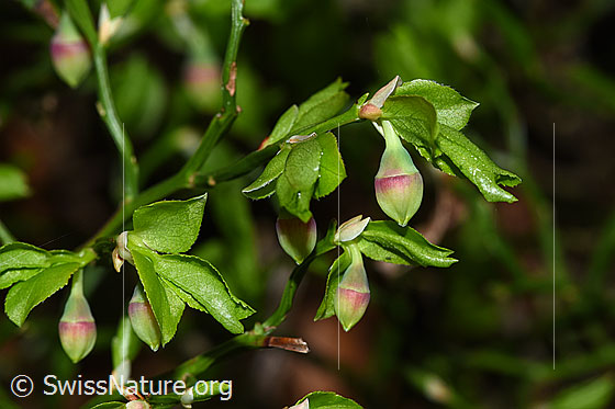 Photo: Vaccinium myrtillus. Ästchen mit leaves and buds.