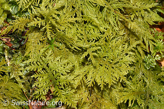 Foto: Wahrscheinlich Gewöhnliches Thujamoos (Thuidium tamariscinum). 