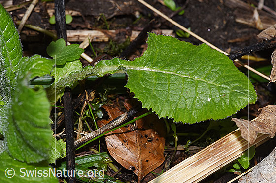Photo: Primula elatior. Leaf.