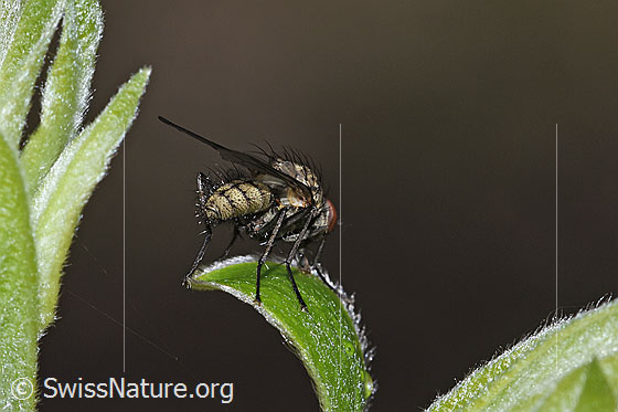 Foto: Wahrscheinlich Hylemya vagans (Blumenfliege) auf Strauch. Länge 6mm. Männchen. Ansicht von hinten.