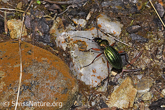Photo: Carabus auronitens. View from side back top.
