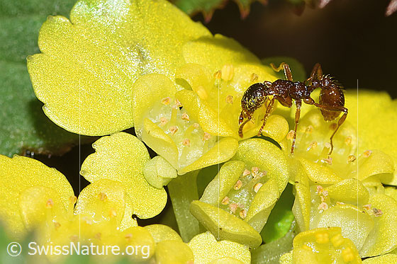 Foto: Wahrscheinlich Waldknotenameise (Myrmica ruginodis) auf Wechselblättriges Milzkraut (Chrysosplenium alternifolium). Länge 4mm. Ansicht von der Seite.