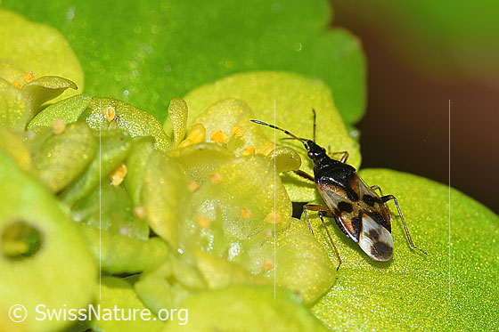 Foto: Wald-Blumenwanze (Anthocoris nemorum) auf Wechselblättrigem Milzkraut (Chrysosplenium alternifolium). Länge 4mm. Wird auch Wahlloser Lausjäger oder Gemeine Blumenwanze genannt. Ansicht von oben.