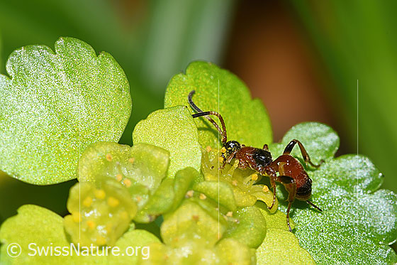 Foto: Schlupfwespe der Gattung Gelis auf Wechselblättriges Milzkraut (Chrysosplenium alternifolium). Länge 5mm. Ansicht von der Seite.