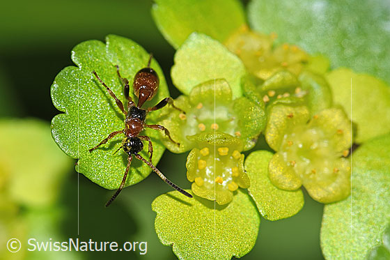 Photo: Wasp of the genus Gelis on Chrysosplenium alternifolium. Length 5mm. View from above.