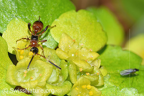 Photo: Wasp of the genus Gelis on Chrysosplenium alternifolium. Length 5mm. View from above.