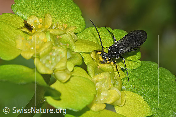 Foto: Schwarze Getreideblattwespe (Dolerus nitens) auf Wechselblättrigem Milzkraut (Chrysosplenium alternifolium). Länge 9mm. Ansicht von vorne oben.
