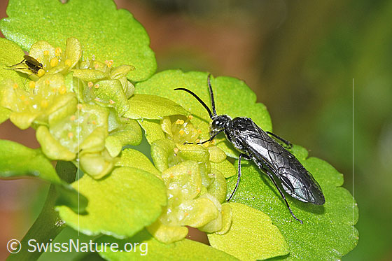 Foto: Schwarze Getreideblattwespe (Dolerus nitens) auf Wechselblättrigem Milzkraut (Chrysosplenium alternifolium). Länge 9mm. Ansicht von seitlich oben.