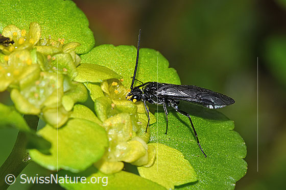 Foto: Schwarze Getreideblattwespe (Dolerus nitens) auf Wechselblättrigem Milzkraut (Chrysosplenium alternifolium). Länge 9mm. Ansicht von der Seite.