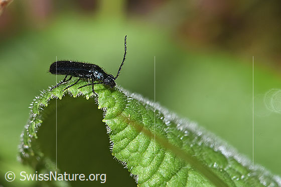 Blauer Wollhaarkäfer (Dasytes caeruleus)