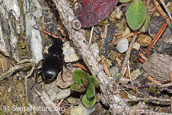 Foto: Braunfüssiger Striemenkäfer (Molops piceus). Länge 12mm. Männchen. Ansicht von hinten oben.
