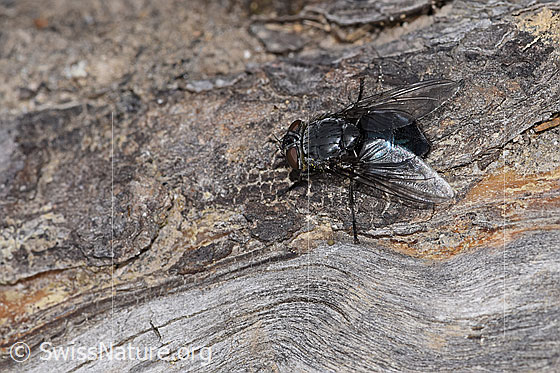 Foto: Wahrscheinlich Calliphora vicina (Schmeissfliege). Länge 13mm. Weibchen. Ansicht von oben.