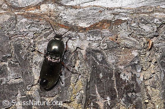 Photo: Selatosomus aeneus. Length 12mm. View from above.