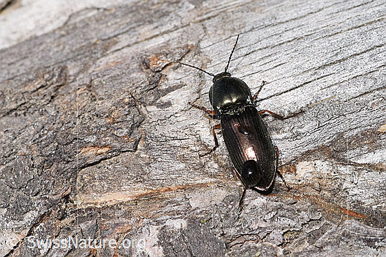 Photo: Selatosomus aeneus. Length 12mm. View from behind top.