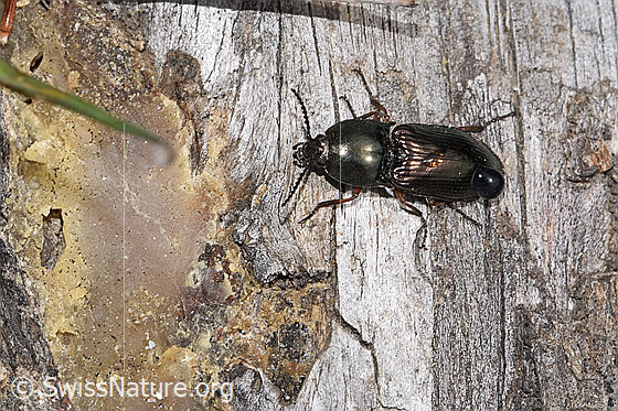 Photo: Selatosomus aeneus. Length 12mm. View from the side above.