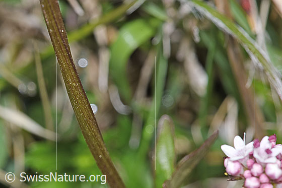 Foto: Sumpf-Baldrian (Valeriana dioica). Stängel.