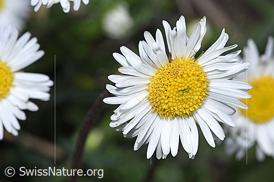 Foto: Wahrscheinlich Alpenmasslieb (Aster bellidiastrum). Blüte. Ansicht von oben.