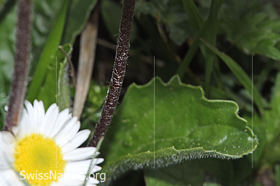 Photo: Probably Aster bellidiastrum. Stem and leaf.