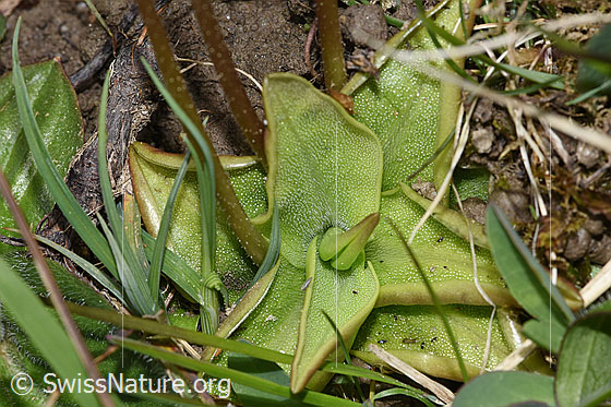 Foto: Alpen-Fettblatt (Pinguicula alpina). Blätter.