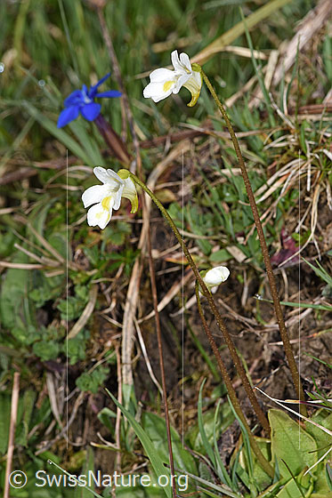 Foto: Alpen-Fettblatt (Pinguicula alpina). Ganze Pflanze (Habitus).