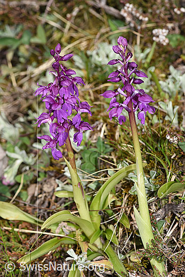 Foto: Männliches Knabenkraut (Orchis mascula). Ganze Pflanze (Habitus). Höhe: 15cm.