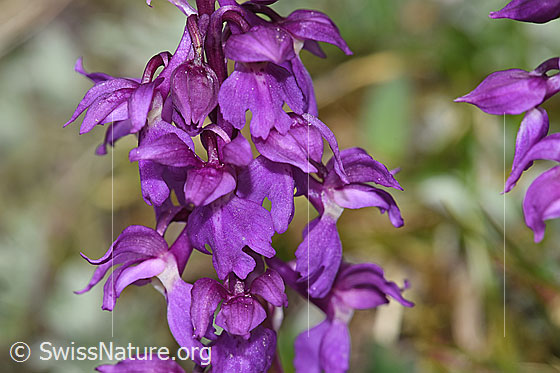 Foto: Männliches Knabenkraut (Orchis mascula). Blüten.