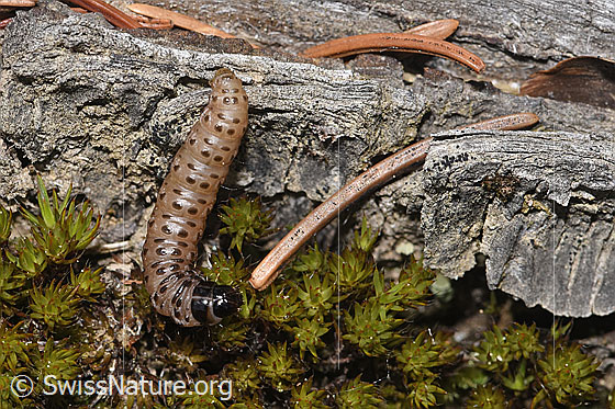 Foto: Raupe des Gestreiften Graszünslers (Agriphila tristella). Ansicht von oben.