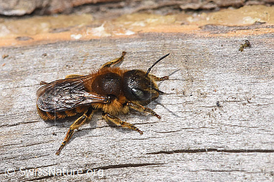Foto: Goldene Schneckenhausbiene (Osmia aurulenta). Länge 10 - 11mm. Weibchen. Ansicht von seitlich oben.