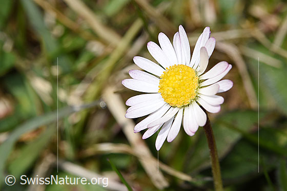 Foto: Gänseblümchen (Bellis perennis). Blüte.