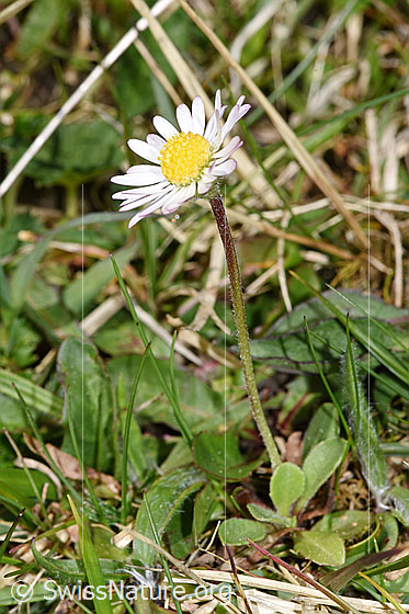 Foto: Gänseblümchen (Bellis perennis). Ganze Pflanze (Habitus). Höhe: 5cm.