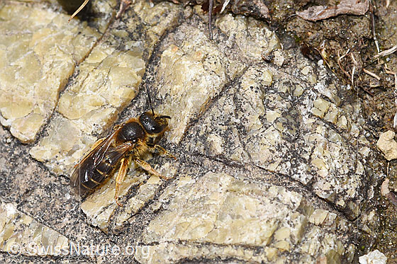 Photo: Halictus rubicundus. Length 11mm. Female. View from diagonally above.
