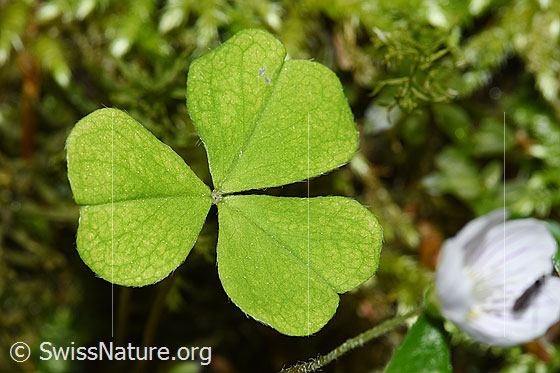 Photo: Oxalis acetosella. Leaf.