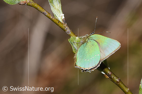 Foto: Brombeer-Zipfelfalter (Callophrys rubi). Flügel geschlossen. Ansicht von seitlich hinten.
