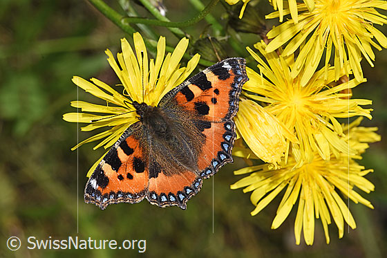 Photo: Aglais urticae on Crepis biennis. Wings open. View from above.