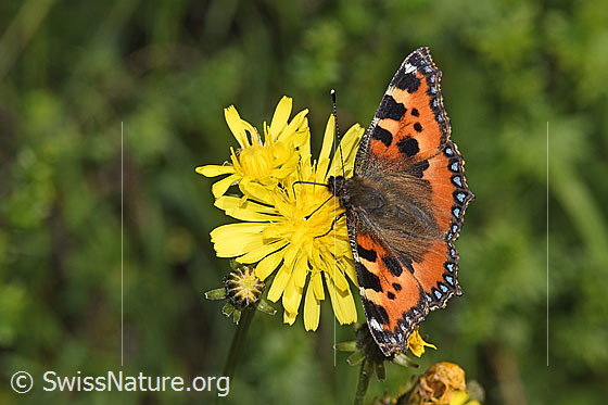 Foto: Kleiner Fuchs (Aglais urticae) auf Wiesen-Pippau (Crepis biennis). Ansicht von vorne seitlich oben.