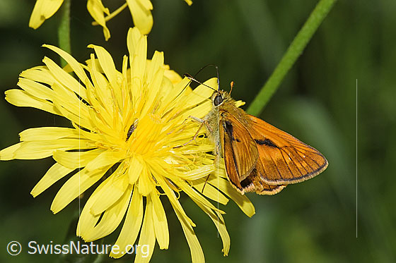 Foto: Rostfarbiger Dickkopffalter (Ochlodes sylvanus) auf Wiesen-Pippau (Crepis biennis). Ansicht von seitlich hinten oben.