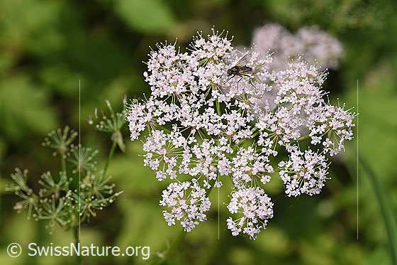 Gebirgs-Kälberkropf (Chaerophyllum hirsutum)