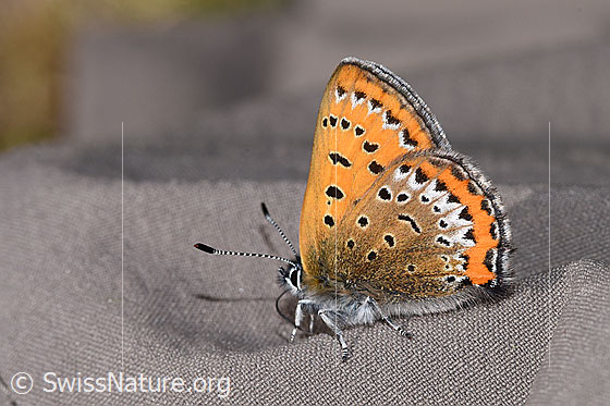 Foto: Blauschillernder Feuerfalter (Lycaena helle). Flügel geschlossen. Ansicht von der Seite.