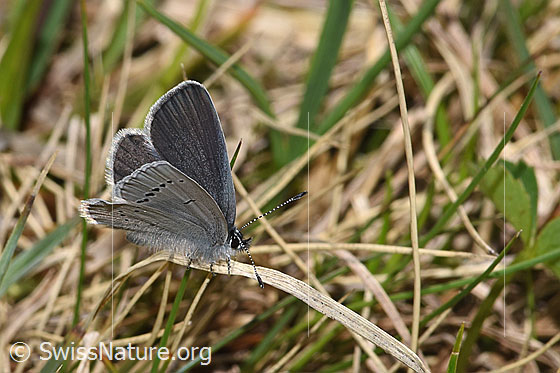 Photo: Cupido minimus. Wings half open. View from side front.