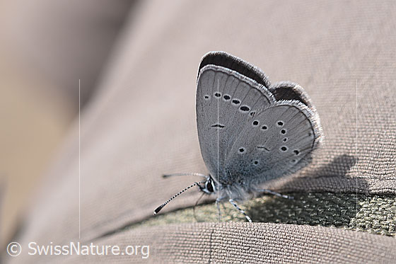 Photo: Cupido minimus. Wings closed. View from the side.