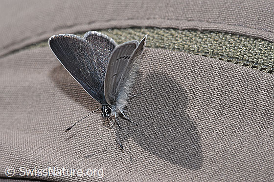 Photo: Cupido minimus. Wings half closed. View from top front.