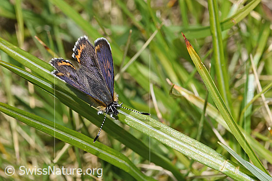 Photo: Lycaena helle. Wings half open. View from the front top side..