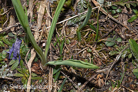 Foto: Pyrenäen-Hahnenfuss (Ranunculus kuepferi). Blätter