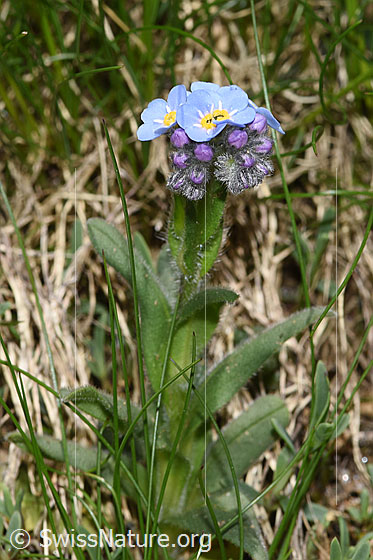 Photo: Probably Myosotis alpestris. Inflorescence.
