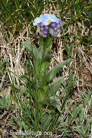 Photo: Probably Myosotis alpestris. Leaves and stem.
