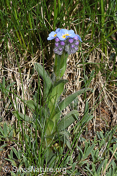 Photo: Probably Myosotis alpestris. Whole plant (habit).