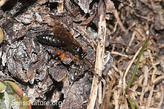 Foto: Wahrscheinlich Schwarze Schlupfwespe (Pimpla rufipes). Länge 11mm. Weibchen. Ansicht von oben.