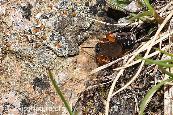 Foto: Wahrscheinlich Schwarze Schlupfwespe (Pimpla rufipes). Länge 11mm. Weibchen. Ansicht von hinten oben.